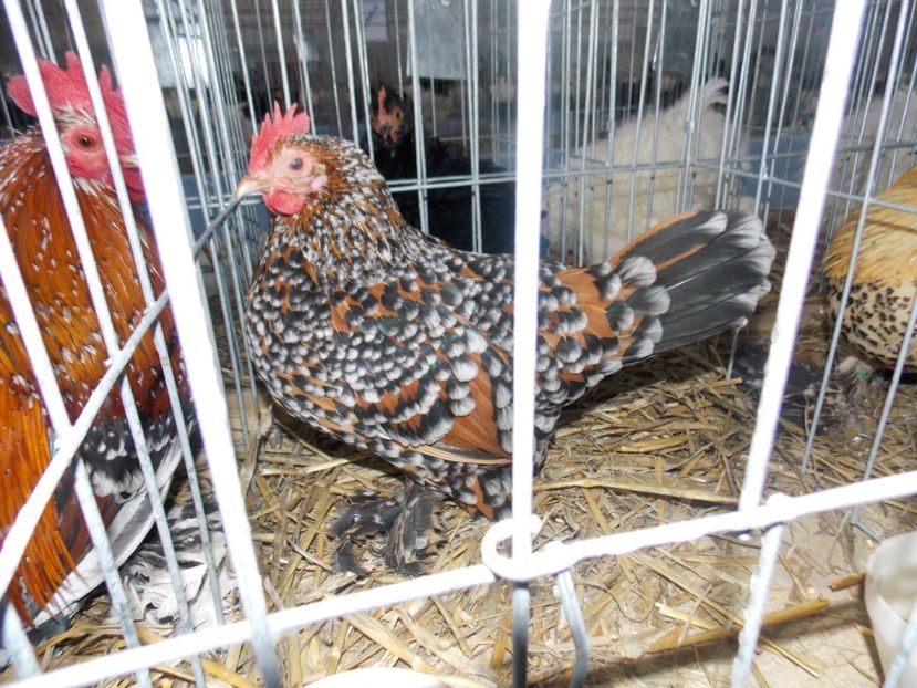  - EXPO-2020 HOBBY CENTRUM BRASOV