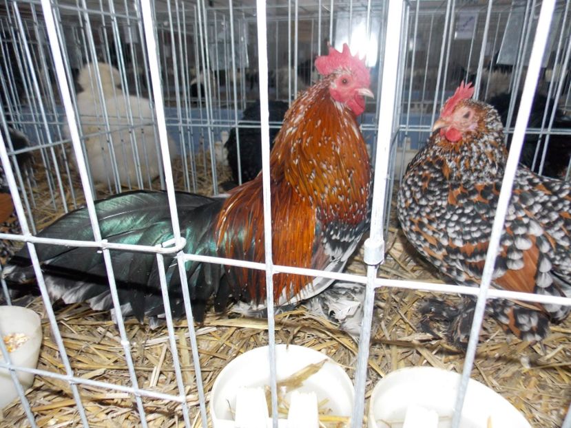  - EXPO-2020 HOBBY CENTRUM BRASOV