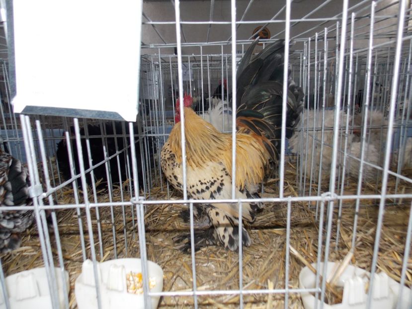  - EXPO-2020 HOBBY CENTRUM BRASOV