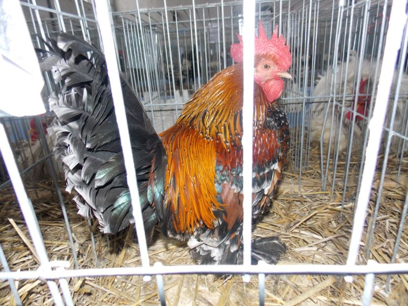  - EXPO-2020 HOBBY CENTRUM BRASOV