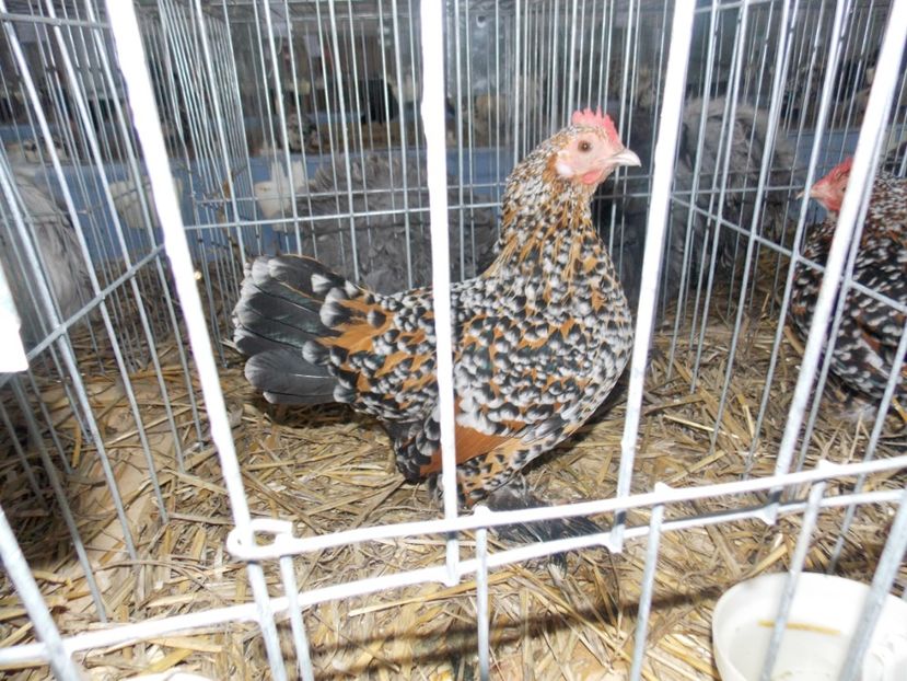  - EXPO-2020 HOBBY CENTRUM BRASOV