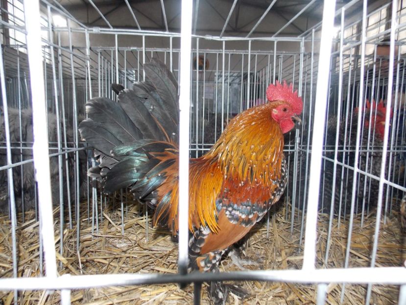  - EXPO-2020 HOBBY CENTRUM BRASOV