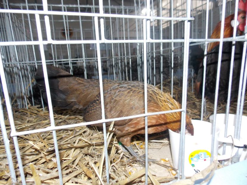  - EXPO-2020 HOBBY CENTRUM BRASOV