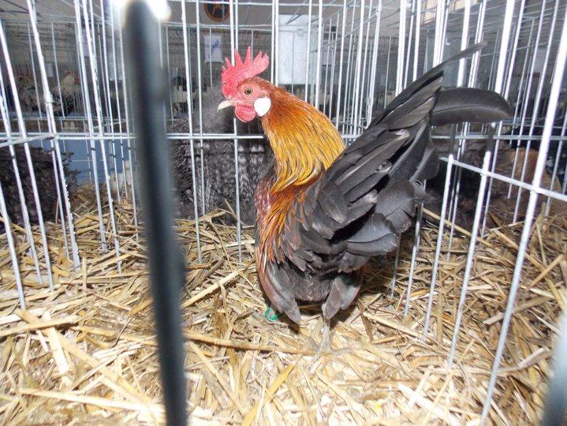  - EXPO-2020 HOBBY CENTRUM BRASOV