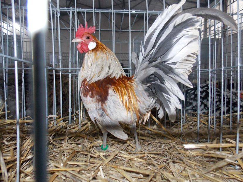  - EXPO-2020 HOBBY CENTRUM BRASOV