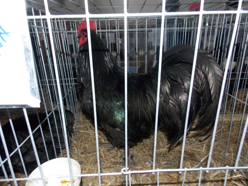  - EXPO-2020 HOBBY CENTRUM BRASOV