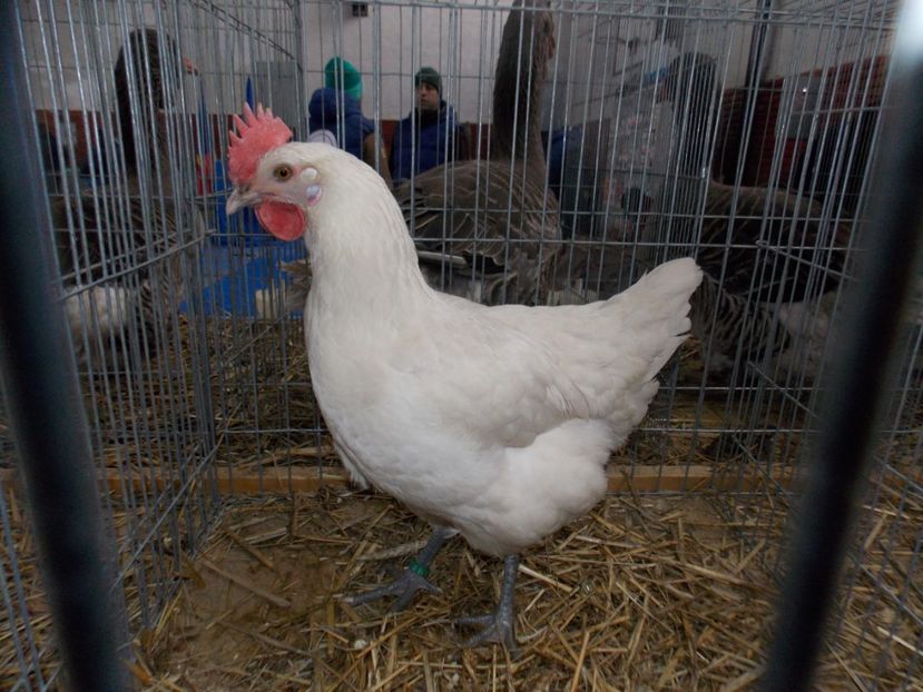  - EXPO-2020 HOBBY CENTRUM BRASOV