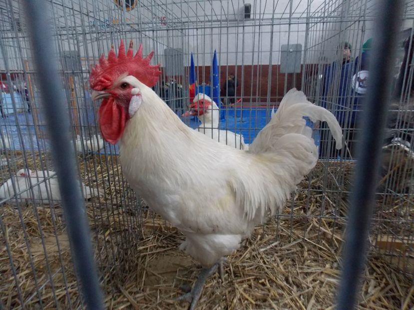  - EXPO-2020 HOBBY CENTRUM BRASOV