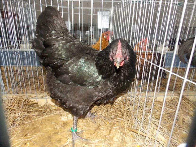  - EXPO-2020 HOBBY CENTRUM BRASOV