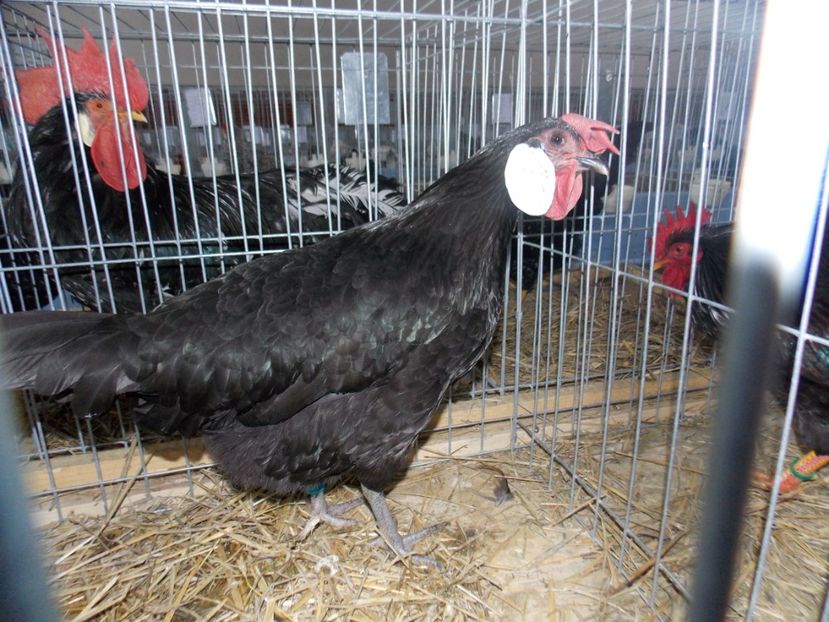  - EXPO-2020 HOBBY CENTRUM BRASOV