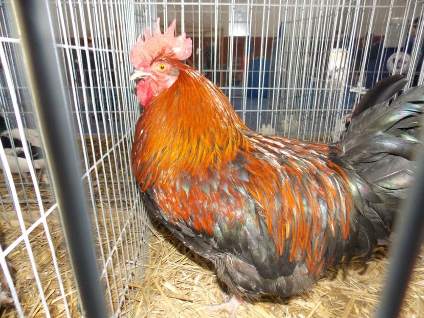  - EXPO-2020 HOBBY CENTRUM BRASOV