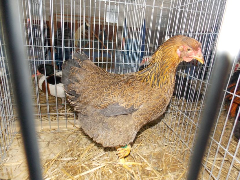  - EXPO-2020 HOBBY CENTRUM BRASOV