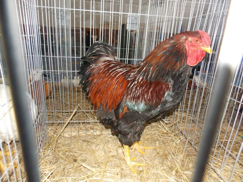  - EXPO-2020 HOBBY CENTRUM BRASOV