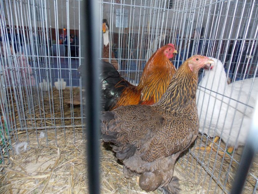  - EXPO-2020 HOBBY CENTRUM BRASOV