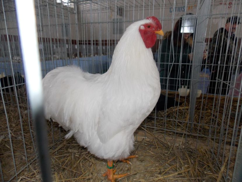  - EXPO-2020 HOBBY CENTRUM BRASOV