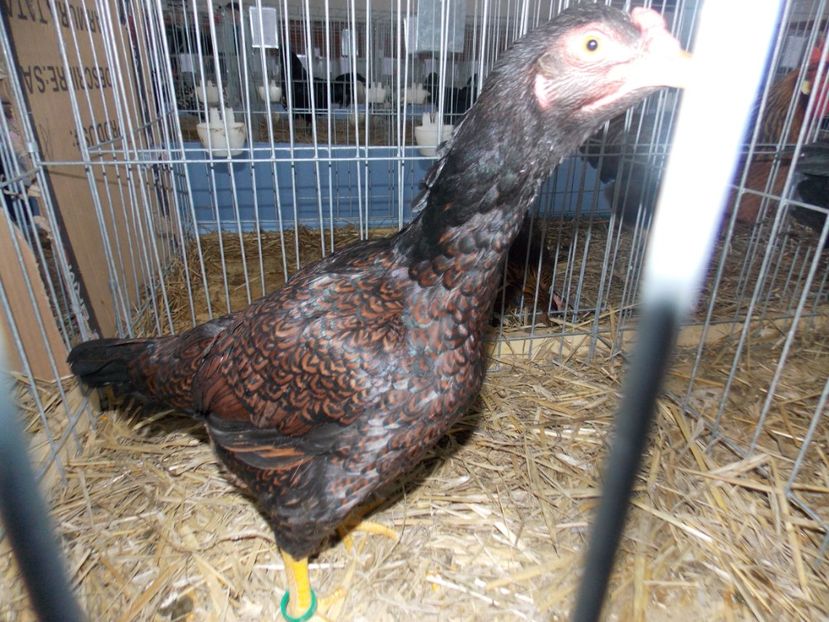  - EXPO-2020 HOBBY CENTRUM BRASOV