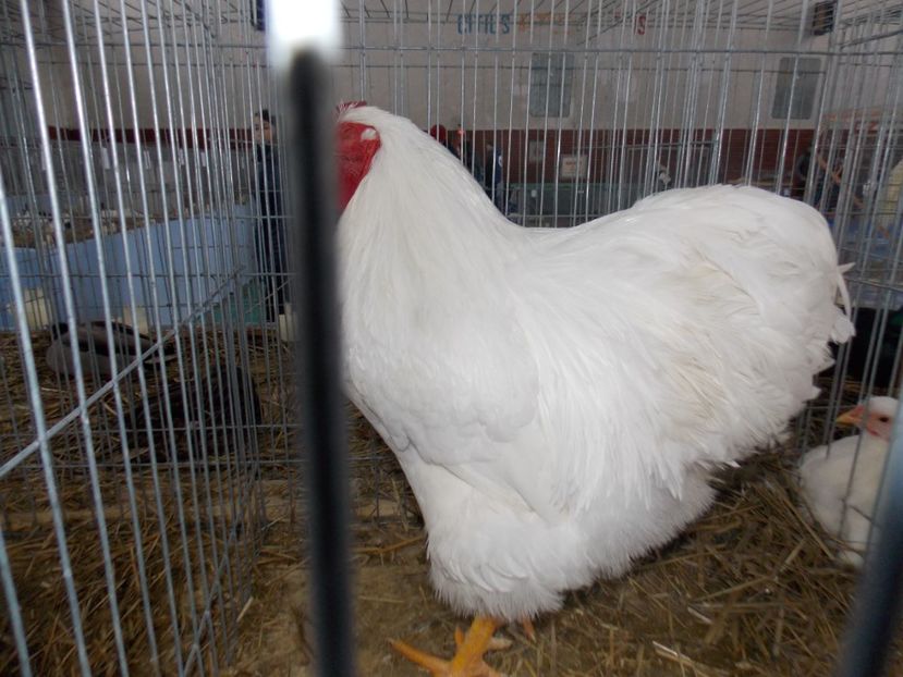  - EXPO-2020 HOBBY CENTRUM BRASOV