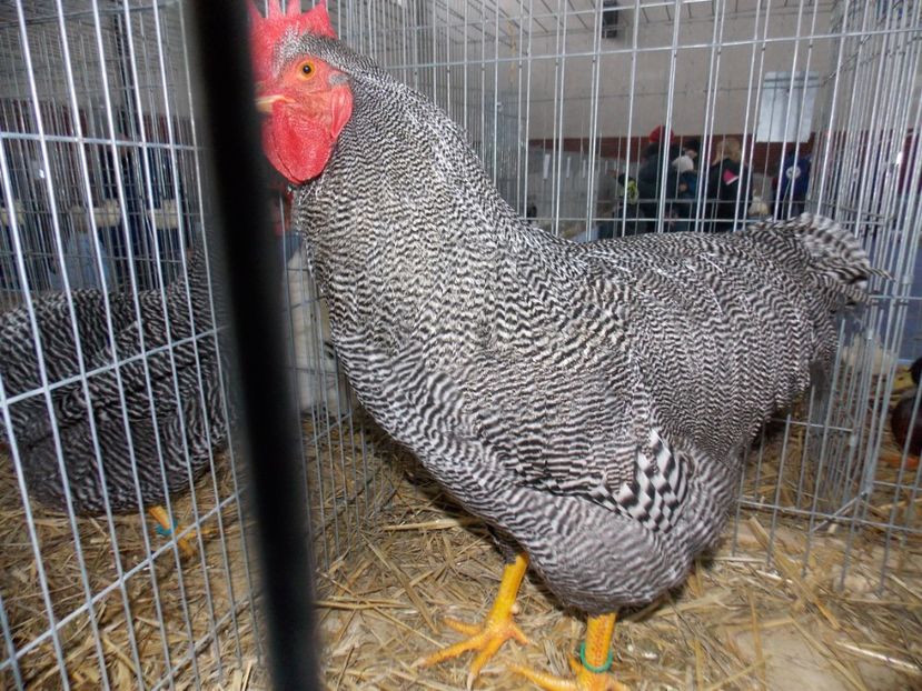  - EXPO-2020 HOBBY CENTRUM BRASOV