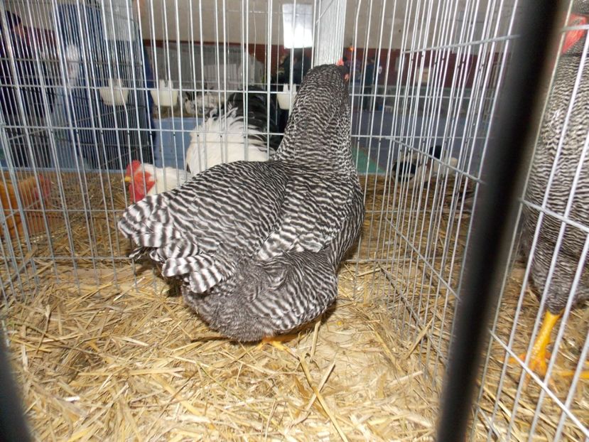  - EXPO-2020 HOBBY CENTRUM BRASOV