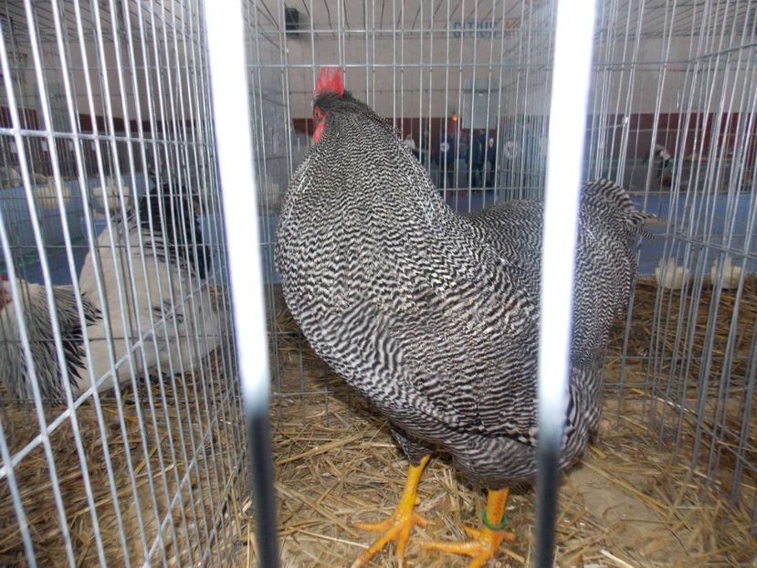  - EXPO-2020 HOBBY CENTRUM BRASOV