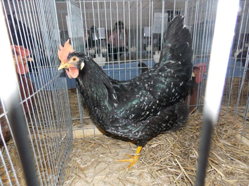  - EXPO-2020 HOBBY CENTRUM BRASOV