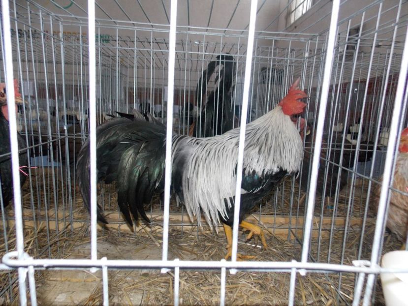  - EXPO-2020 HOBBY CENTRUM BRASOV