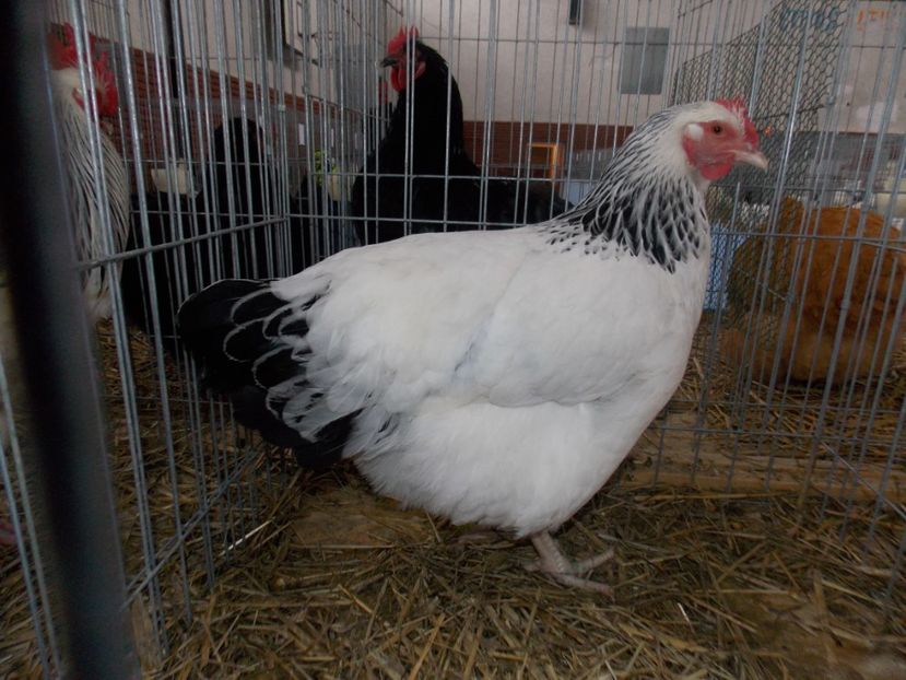  - EXPO-2020 HOBBY CENTRUM BRASOV