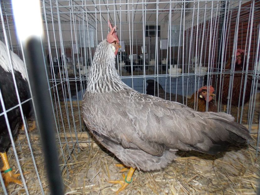  - EXPO-2020 HOBBY CENTRUM BRASOV