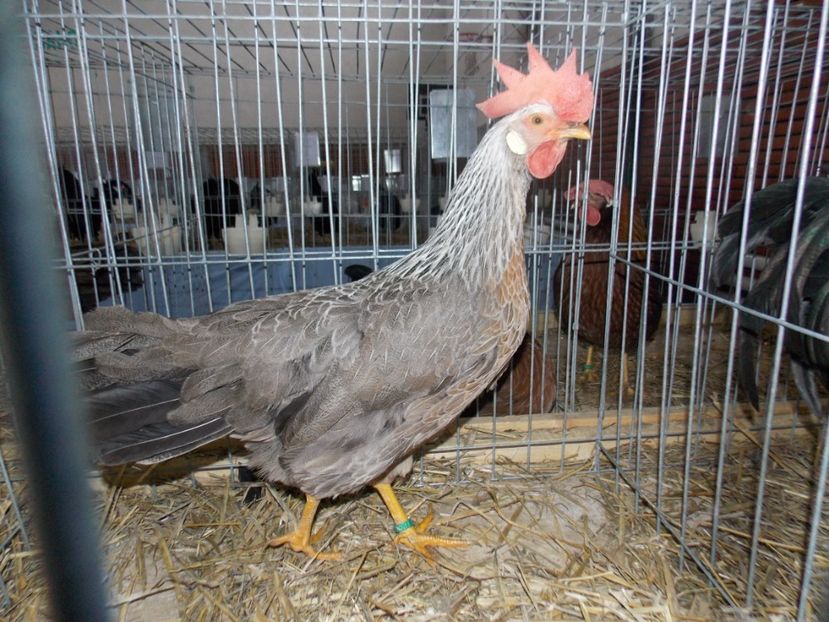  - EXPO-2020 HOBBY CENTRUM BRASOV