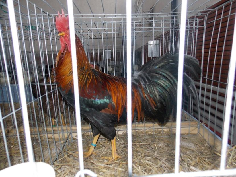  - EXPO-2020 HOBBY CENTRUM BRASOV