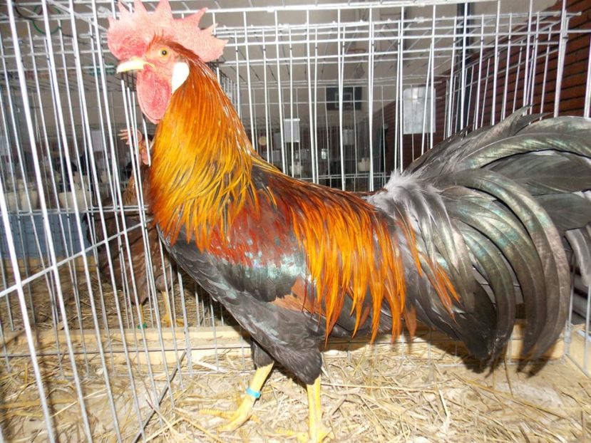  - EXPO-2020 HOBBY CENTRUM BRASOV