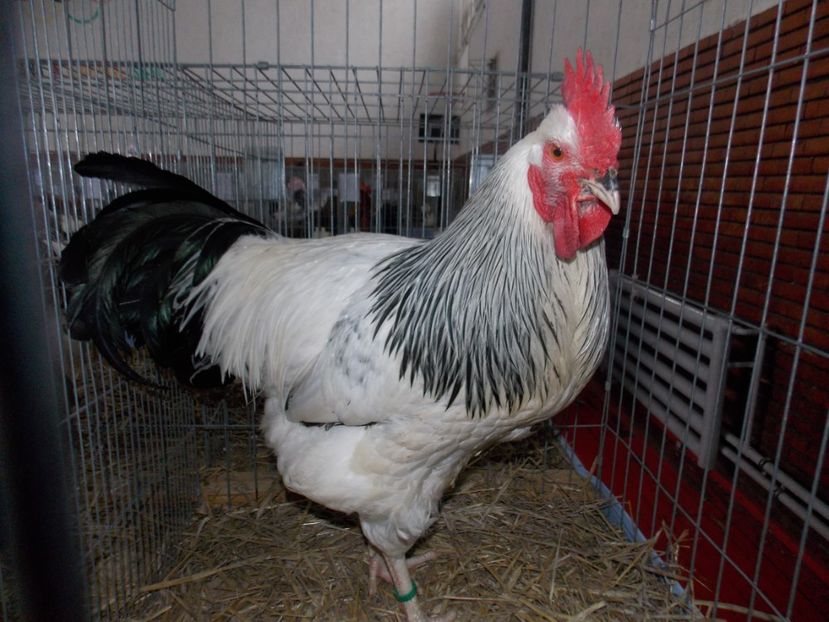  - EXPO-2020 HOBBY CENTRUM BRASOV