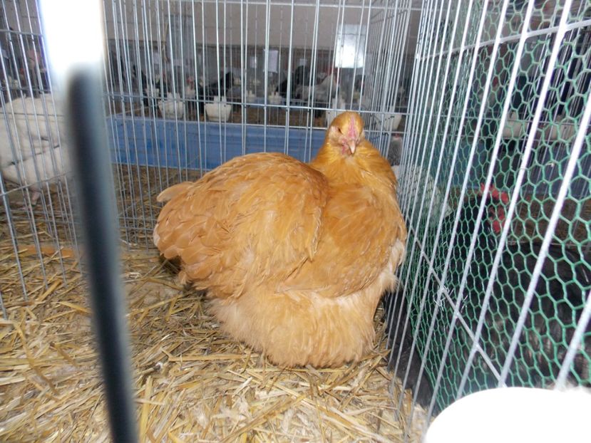  - EXPO-2020 HOBBY CENTRUM BRASOV