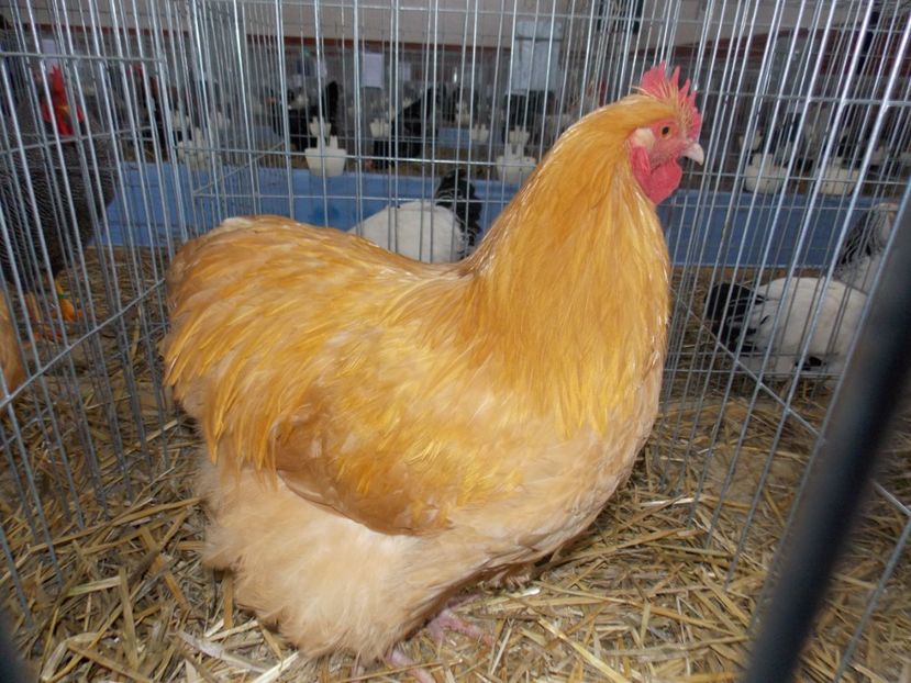  - EXPO-2020 HOBBY CENTRUM BRASOV