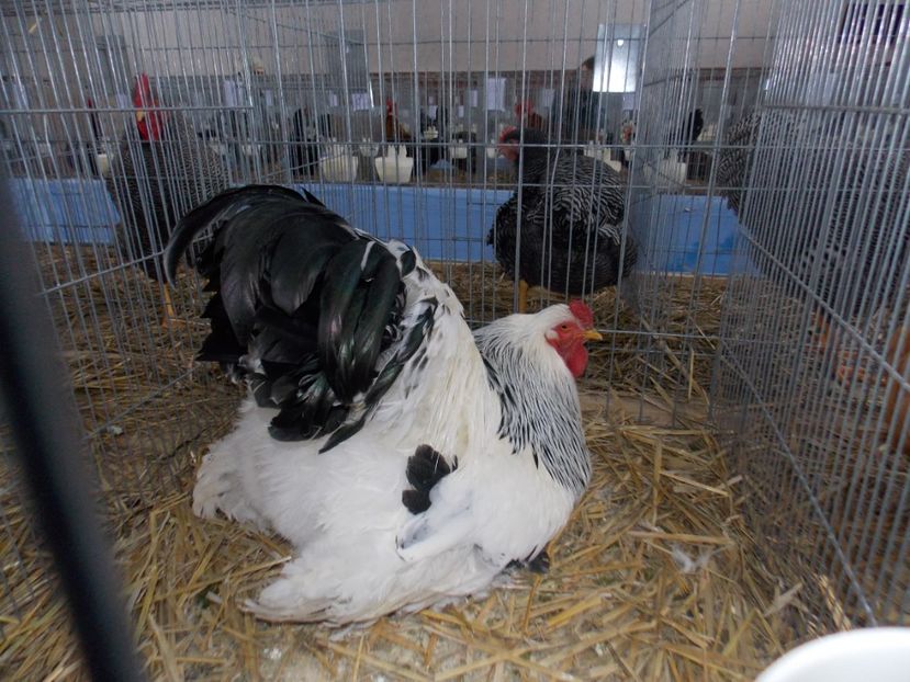  - EXPO-2020 HOBBY CENTRUM BRASOV