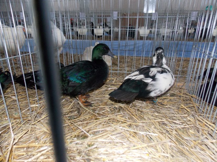  - EXPO-2020 HOBBY CENTRUM BRASOV