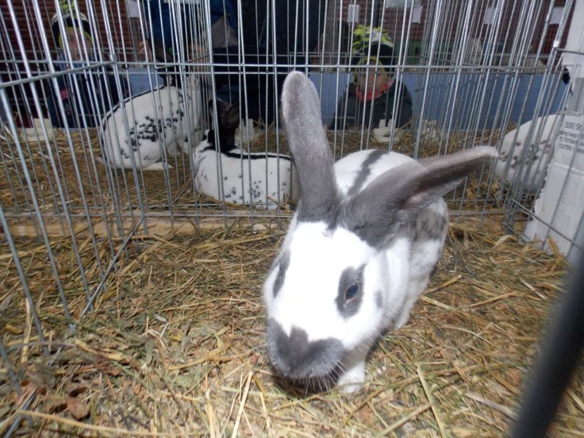  - EXPO-2020 HOBBY CENTRUM BRASOV