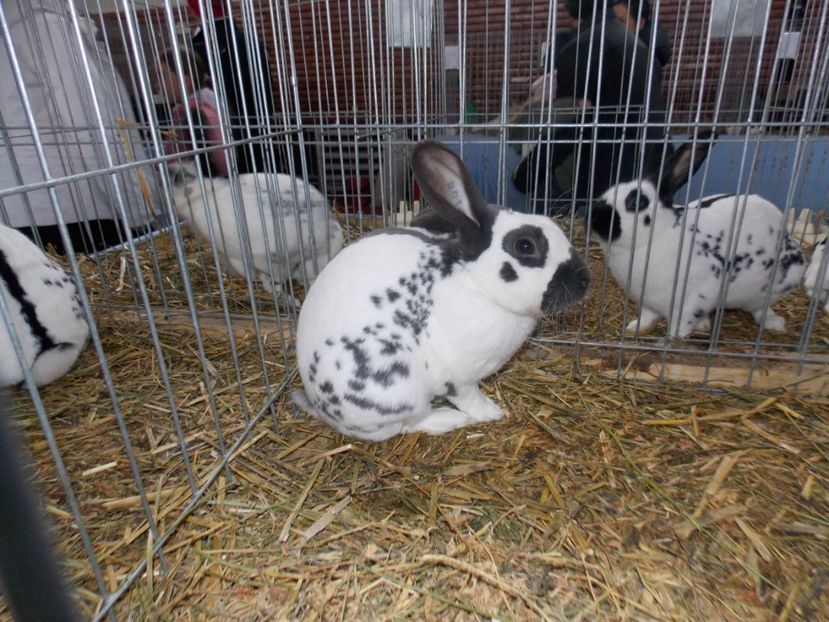  - EXPO-2020 HOBBY CENTRUM BRASOV