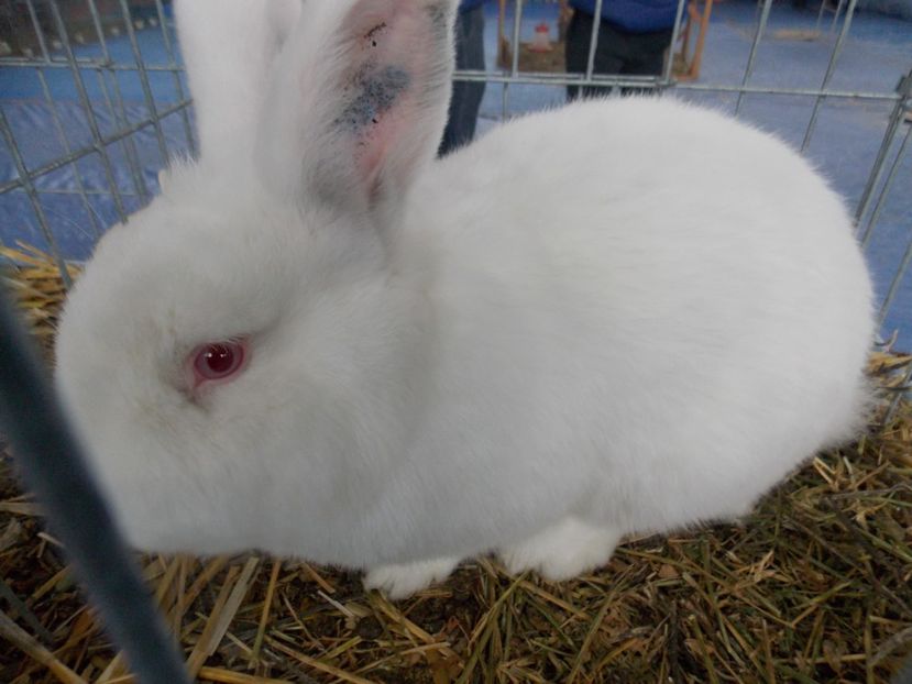  - EXPO-2020 HOBBY CENTRUM BRASOV