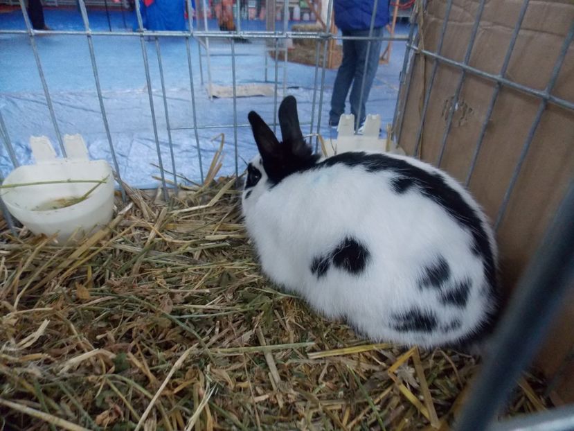  - EXPO-2020 HOBBY CENTRUM BRASOV