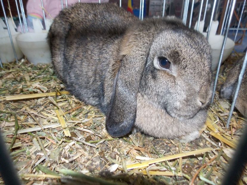  - EXPO-2020 HOBBY CENTRUM BRASOV