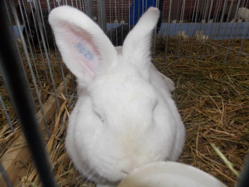  - EXPO-2020 HOBBY CENTRUM BRASOV