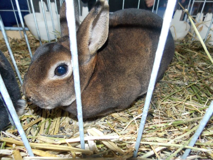  - EXPO-2020 HOBBY CENTRUM BRASOV