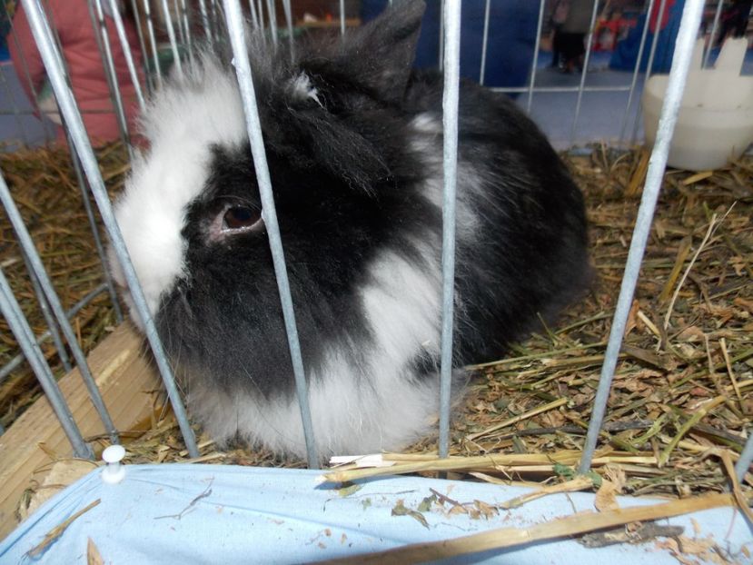  - EXPO-2020 HOBBY CENTRUM BRASOV