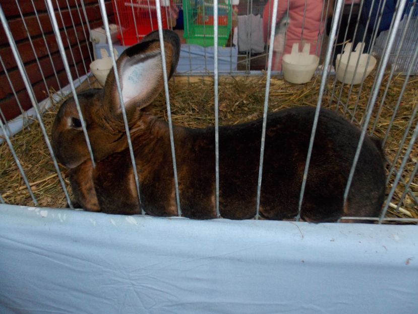  - EXPO-2020 HOBBY CENTRUM BRASOV