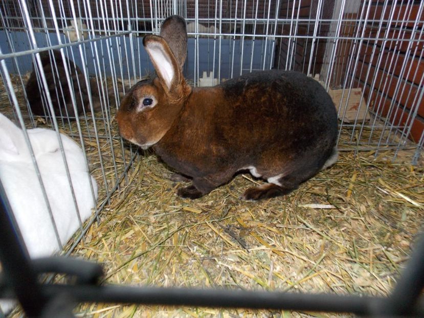  - EXPO-2020 HOBBY CENTRUM BRASOV