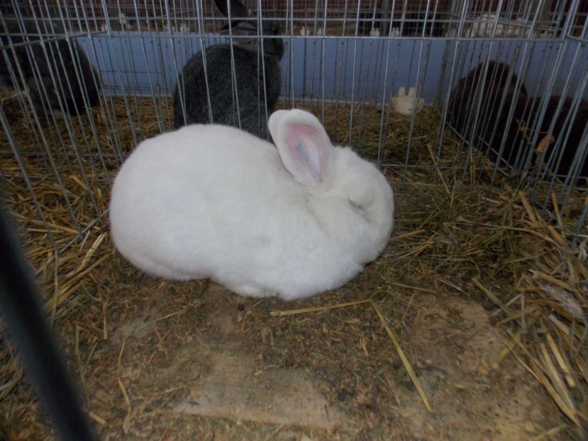  - EXPO-2020 HOBBY CENTRUM BRASOV