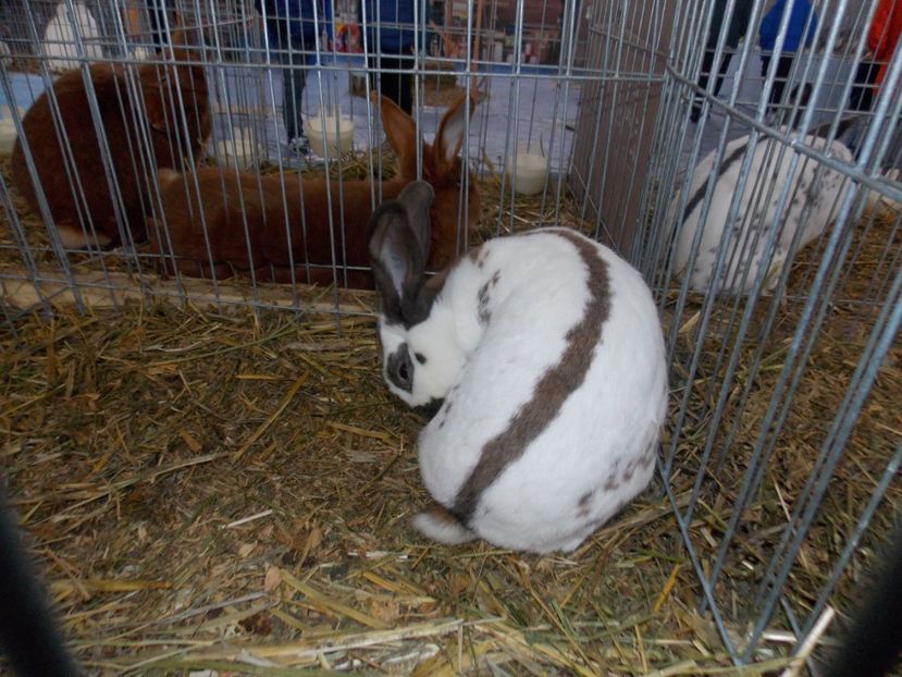  - EXPO-2020 HOBBY CENTRUM BRASOV