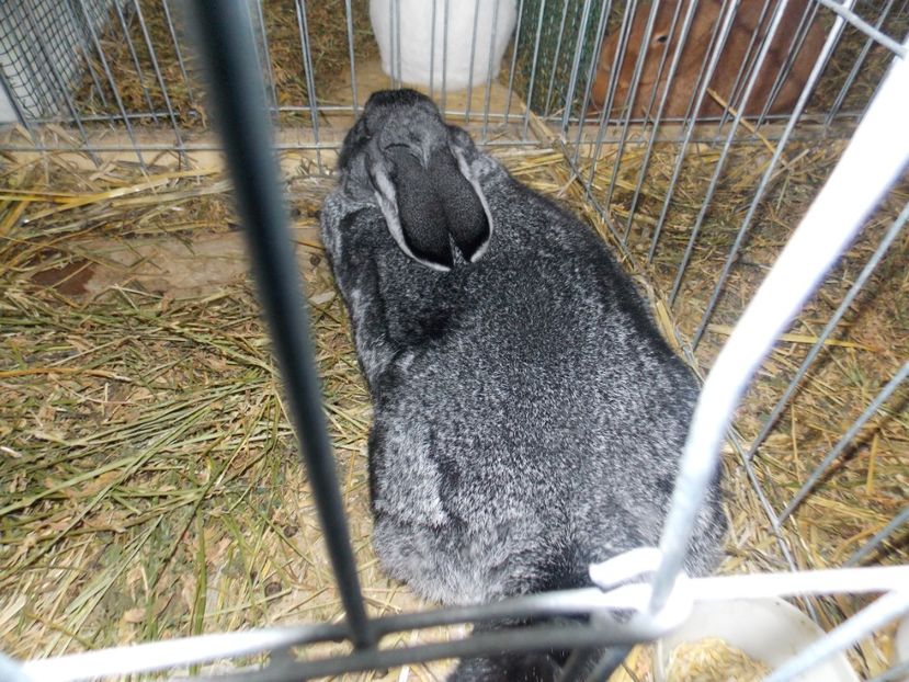  - EXPO-2020 HOBBY CENTRUM BRASOV