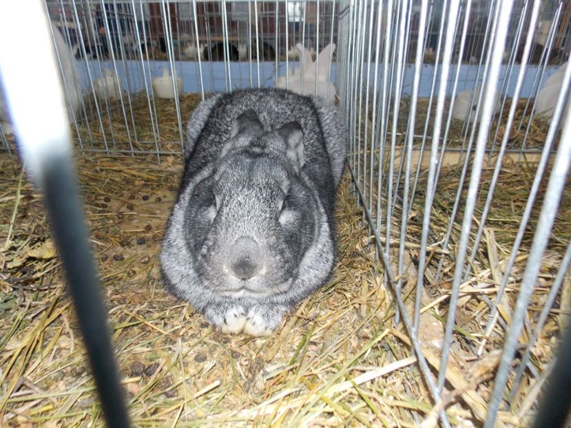  - EXPO-2020 HOBBY CENTRUM BRASOV